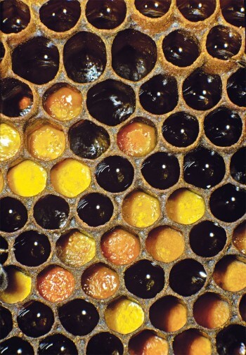 Alvéoles de couvain (operculées en jaune) et alvéoles remplies de miel (contenu brillant)