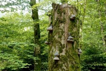Amadou sur une vieille souche moussue / © Danièle Boone