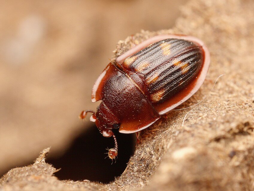 Amphotis marginata, un voleur de miellat Photo d'Amphotis marginata, un voleur de miellat