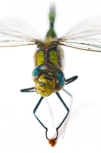 Anisoptère signifie « dont les ailes ne sont pas identiques ». Comme chez cette aeschne bleue, les postérieures sont plus larges que les antérieures. Libellule