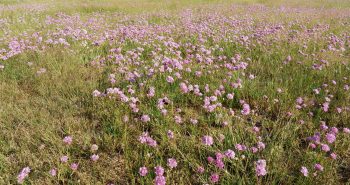 Arméries de Haller (Armeria maritima halleri), une plante qui apprécie les métaux lourds! Arméries de Haller (Armeria maritima halleri), une plante qui apprécie les métaux lourds!
