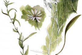 Aster maritime / © Denis Clavreul