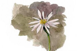 Aster maritime / © Denis Clavreul