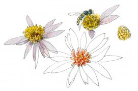 Aster maritime visitée par une syrphe / © Denis Clavreul