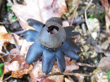 Astrée hygrométrique / © Fleur Daugey