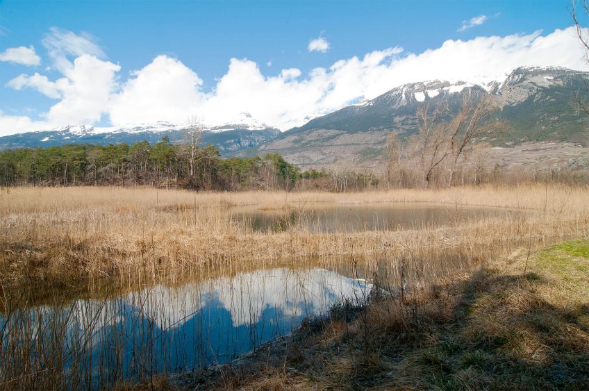 Au coeur du bois de Finges coule un Rhône encore sauvage