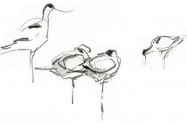 Avocettes élégantes / © Denis Clavreul