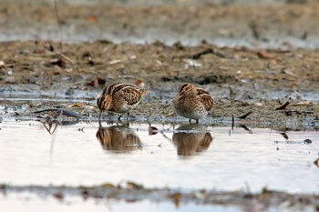 Bécassines des marais