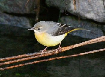 Bergeronnette des ruisseaux / © Gianni Marcolli