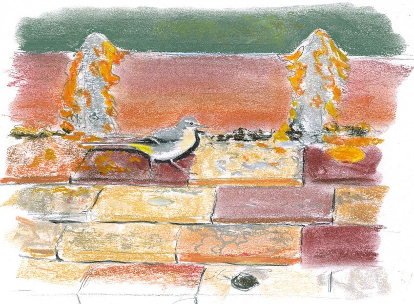 « Bergeronnette des ruisseaux immature » « Bergeronnette des ruisseaux immature »