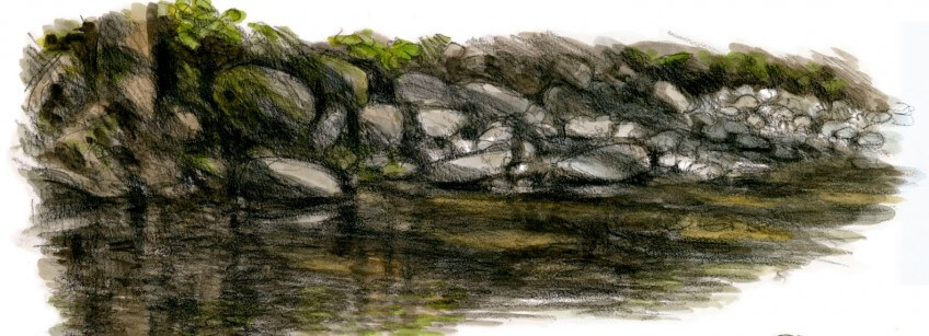 Branches taillées, traces de dents et copeaux. Des castors habitent cette rivière.