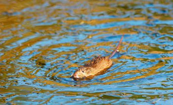 Campagnol amphibie Campagnol amphibie