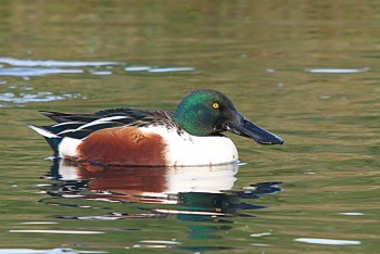 Canard souchet mâle
 / © Alessandro Staehli