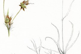 Carex / © Philippe Roux-Fouillet