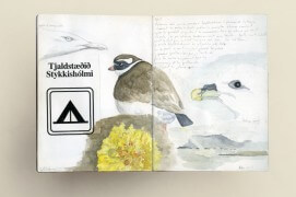 Carnet de dessins naturalistes: goéland bourgmestre, grand gravelot, fulmar boréal (de gauche à droite) / © Philippe Roux-Fouillet