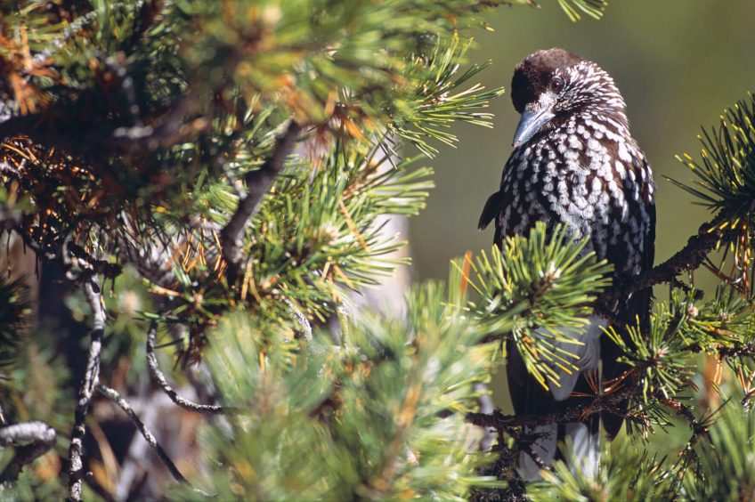 Photo de cassenoix moucheté perché sur un pin cembro.