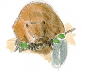 Castor en train de se nourrir d'écorce / © Jacques Rime