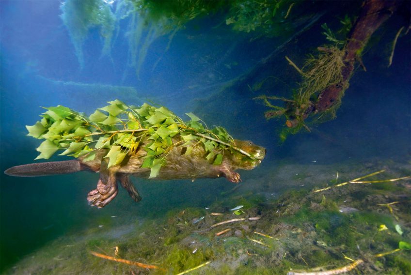 Castor sous l'eau