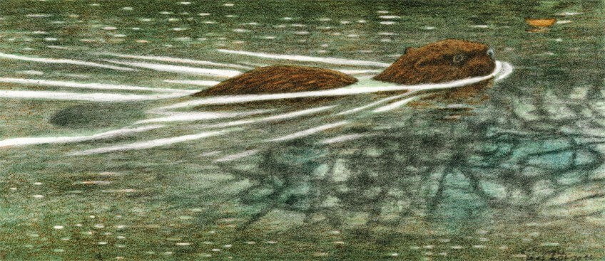 Castor glissant à la surface de l'eau.