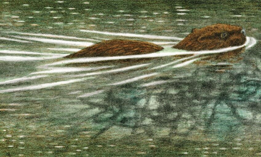 Castor glissant à la surface de l'eau.