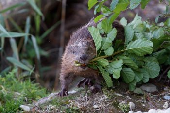 Castor, rameau entre les dents