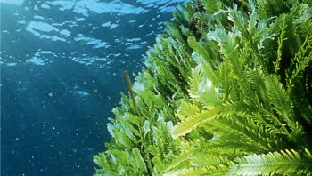 Caulerpa taxifolia, l'algue tueuse, batterait-elle en retraite?