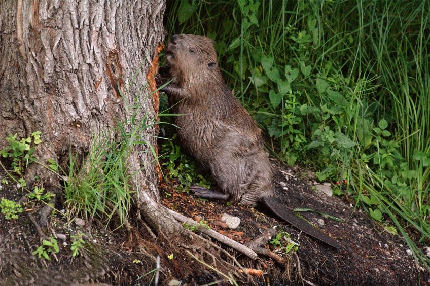 Ce castor a décidé de s'attaquer à un gros tronc.