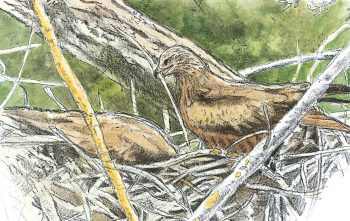 Ce couple de milans noirs rénovent leur nid.