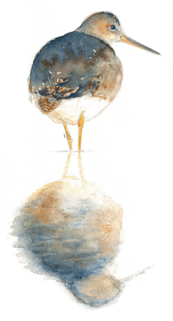 «Ce matin d'avril, le chevalier gambette s'est reposé dix belles minutes devant moi.» Aquarelle de chevalier gambette