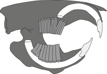 Ce schéma nous montre la dentition du castor, notamment les racines extrêmement longues des incisives.