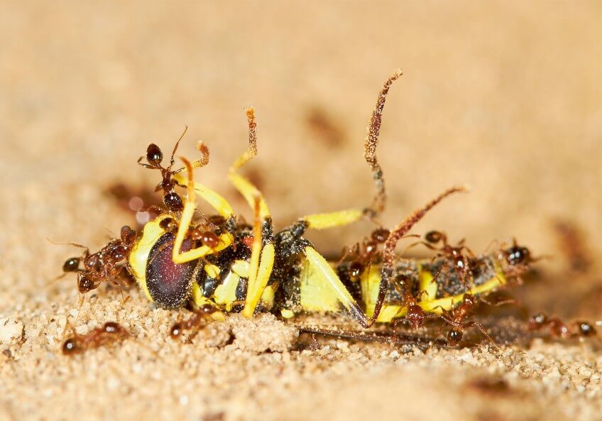 Ces fourmis de la famille des Myrmicinae organisent en groupe le transport d'un syrphe mort. Fourmis transportant un syrphe