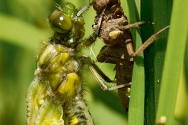 Cet orthoptère du genre libellula se balance en arrière pour sortir de son exuvie lors de la métamorphose. / © Christophe Salin