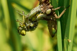 Cet orthoptère du genre libellula se balance en arrière pour sortir de son exuvie lors de la métamorphose. / © Christophe Salin