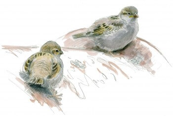 « Chaque nouveau jeune volant, témoin d'une nidification réussie, est un bonheur pour moi. C'est qu'il a échappé aux chats de la ferme, très nombreux… » / © Jean Chevallier