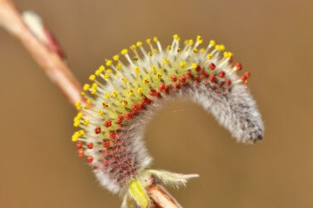 Chaton de saule pourpre / © Karine Poitrineau