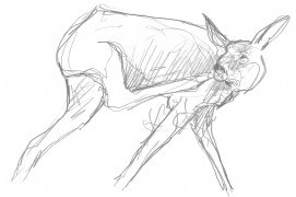 Chevreuil en train de se gratter / © Laurent Willenegger