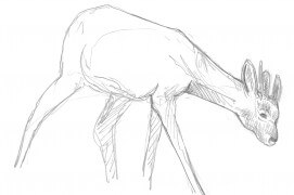 Chevreuil / © Laurent Willenegger