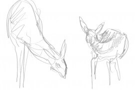 Chevreuils / © Laurent Willenegger