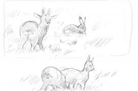 Chevreuils et lièvre / © Laurent Willenegger