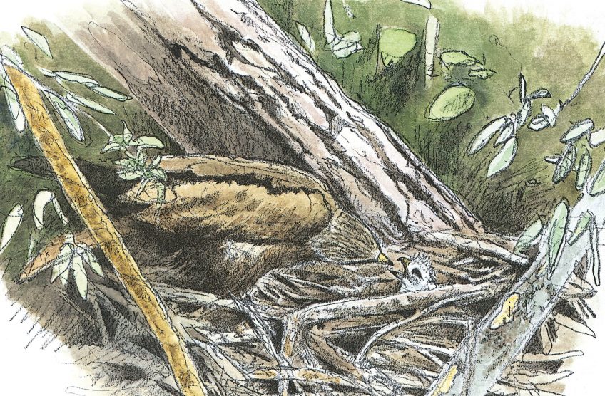 Dessin nature d'un milan noir et son poussin