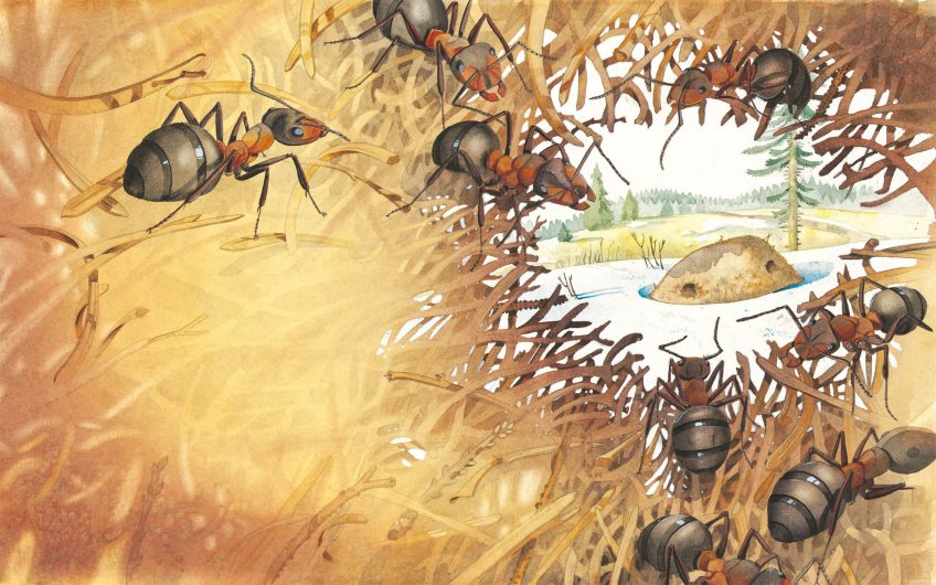 Dessin dans une fourmilière