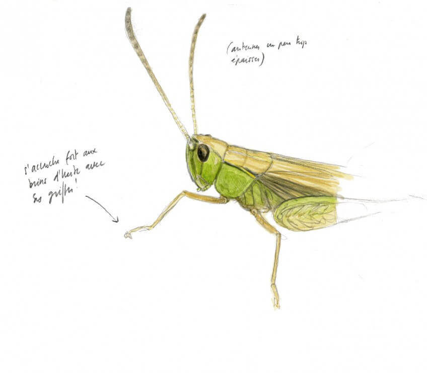 Observez les criquets, grillons et autres chanteurs des prés
