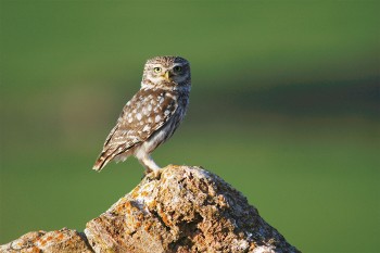 Chouette chevêche Photo de chouette chevêche