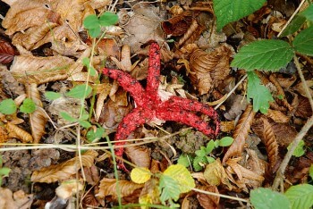 Clathre d’Archer, un champignon à l'odeur de viande pourrie