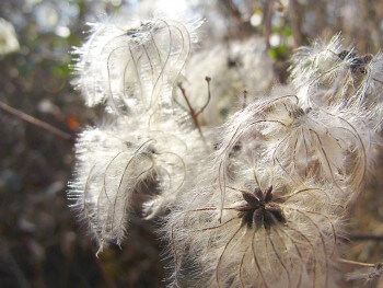 Clématite des haies / © Aino Adriaens