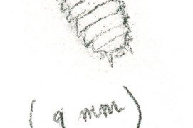 « Un cloporte immobile dans une petite crevasse. » / © Benoît Perrotin