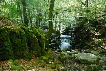 Coin moussu à proximité du lac Sewen / © Danièle Boone