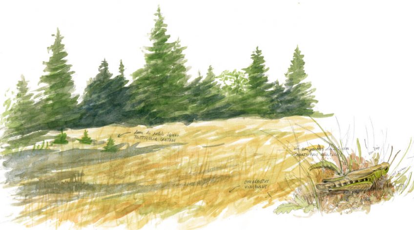 Comme dans un orchestre, grillons, sauterelles et criquets chantent depuis des postes précis. Par exemple, « Tettigonia cantans dans les petits sapins, Omocestus virdulus dans la prairie, Chorthippus montanus un peu partout et ici au premier plan, Stenobothrus lineatus juste au bord du chemin. » Observez les criquets, grillons et autres chanteurs des prés