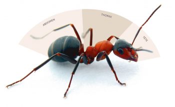 Comme tous les insectes, les fourmis ont un corps divisé en 3 parties: tête, thorax, abdomen.