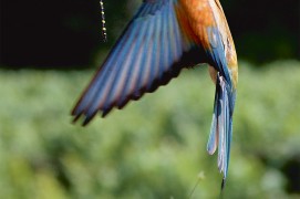 Cordulégastre annelé fauché en vol par un guêpier d'Europe / © Thierry Vezon
